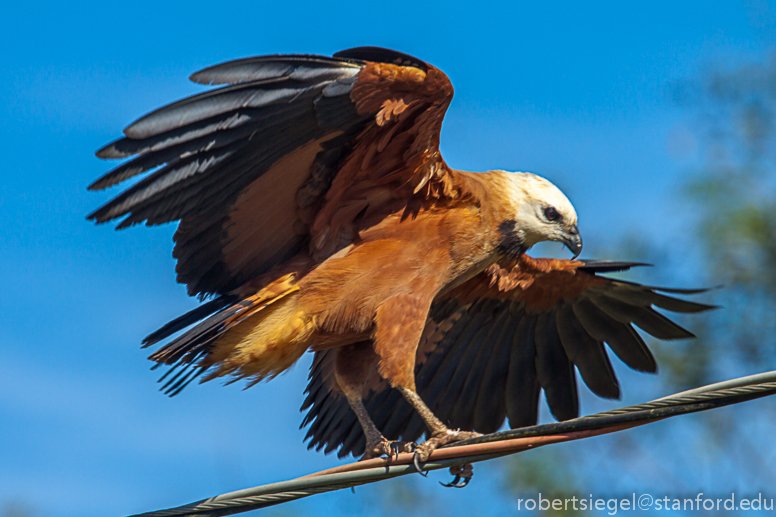 black-collared hawk - busarellus nigricollis.jpg